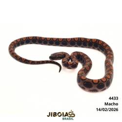 Jiboia arco-íris da...