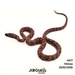 Jiboia arco-íris da...
