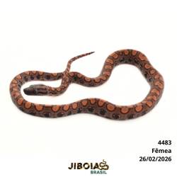 Jiboia arco-íris da...