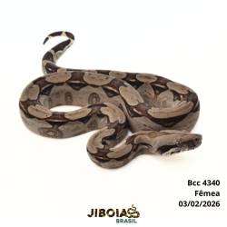 Jiboia Bcc ( Boa...