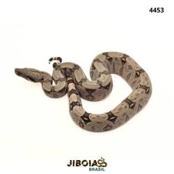 Jiboia Bcc ( Boa...