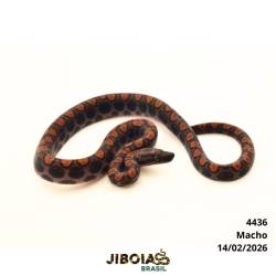 Jiboia arco-íris da...