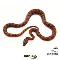 Jiboia arco-íris da...