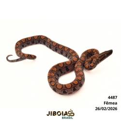 Jiboia arco-íris da...