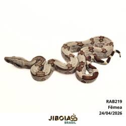 Jiboia Bcc ( Boa...