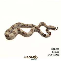 Jiboia Bcc ( Boa...