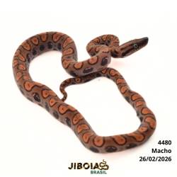 Jiboia arco-íris da...