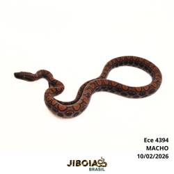 Jiboia arco-íris da...