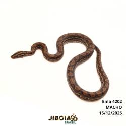Jiboia arco-íris Norte...