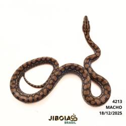 Jiboia arco-íris Norte...