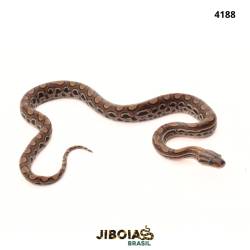 Jiboia arco-íris da...