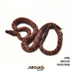 Jiboia arco-íris da...