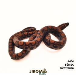 Jiboia arco-íris da...
