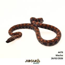 Jiboia arco-íris da...