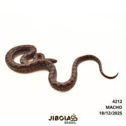Jiboia arco-íris Norte...