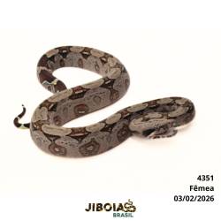 Jiboia Bcc ( Boa...