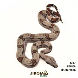 Jiboia Bcc ( Boa...