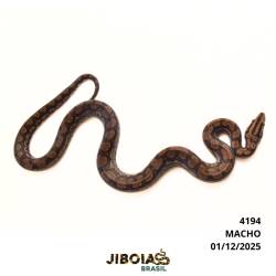 Jiboia arco-íris Norte...