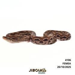 Jiboia arco-íris da...