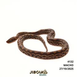 Jiboia arco-íris da...