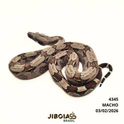 Jiboia Bcc ( Boa...