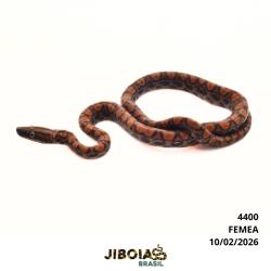 Jiboia arco-íris da...