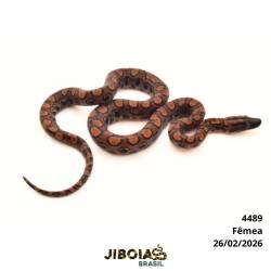 Jiboia arco-íris da...