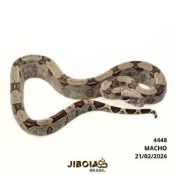 Jiboia Bcc ( Boa...
