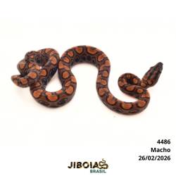 Jiboia arco-íris da...