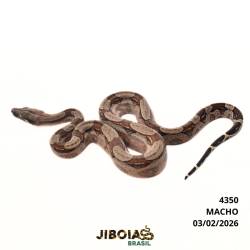 Jiboia Bcc ( Boa...