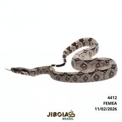 Jiboia Bcc ( Boa...