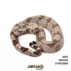 Jiboia Bcc ( Boa...